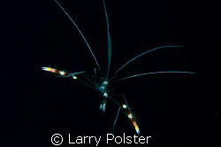Coral Banded Cleaner Shrimp floating off the wall. D300, ... by Larry Polster 